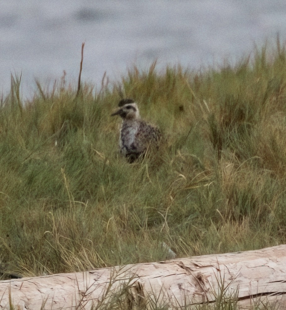 Pacific Golden-Plover - ML608275125