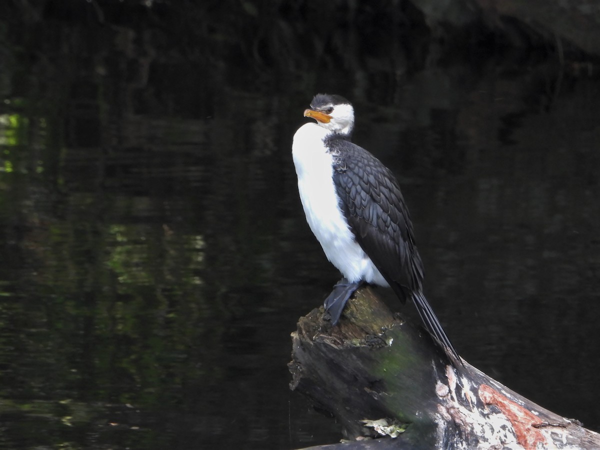 Little Pied Cormorant - ML608275356