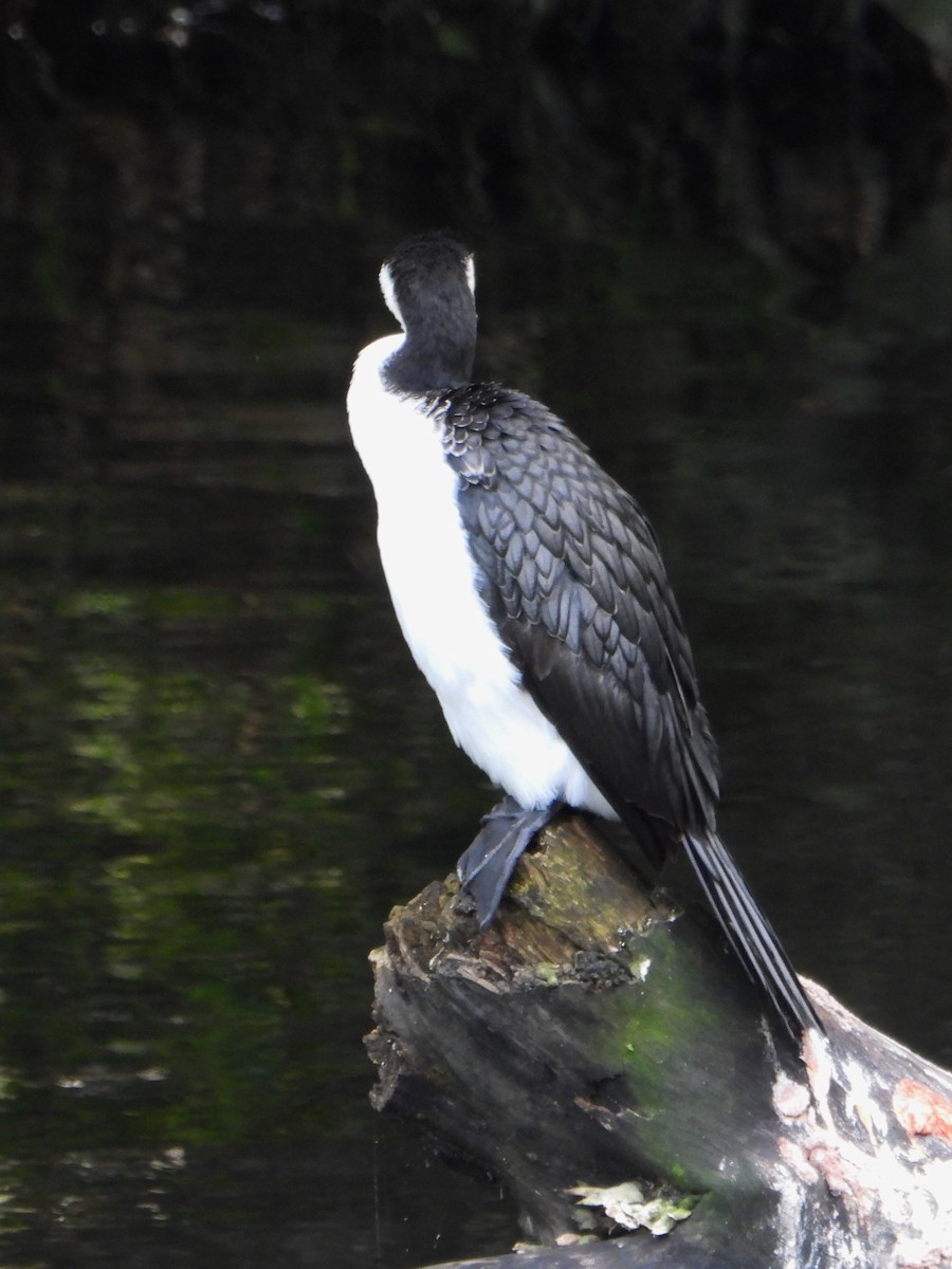 Little Pied Cormorant - Leonie Beaulieu