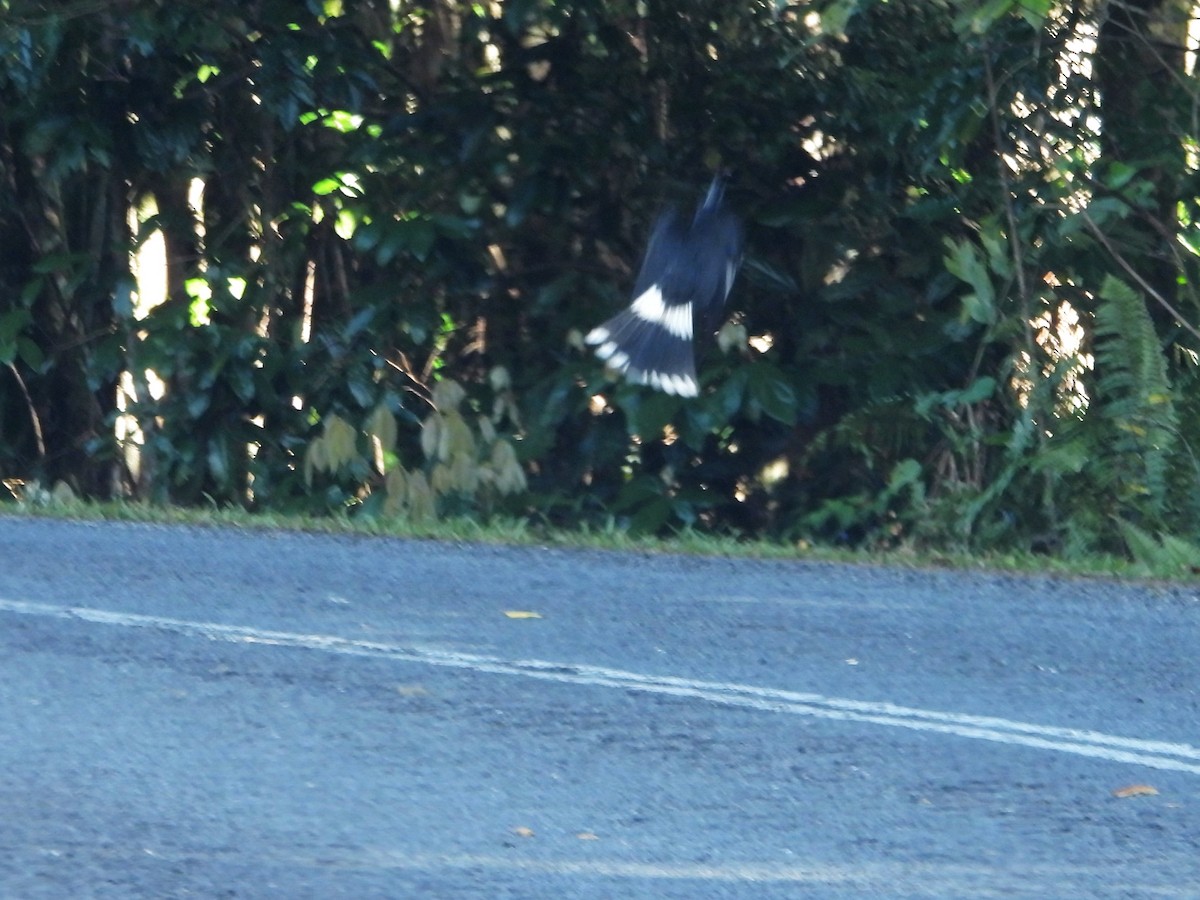 Pied Currawong - Leonie Beaulieu