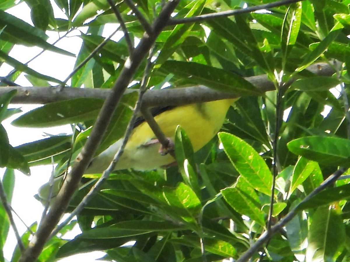 Australasian Figbird - Leonie Beaulieu