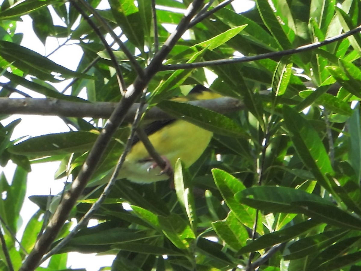 Australasian Figbird - Leonie Beaulieu