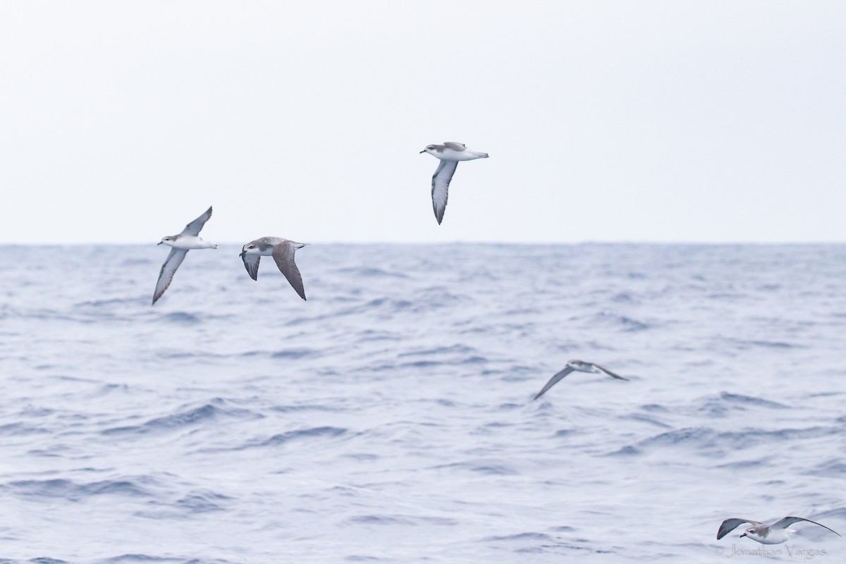 Cook's Petrel - ML608275388