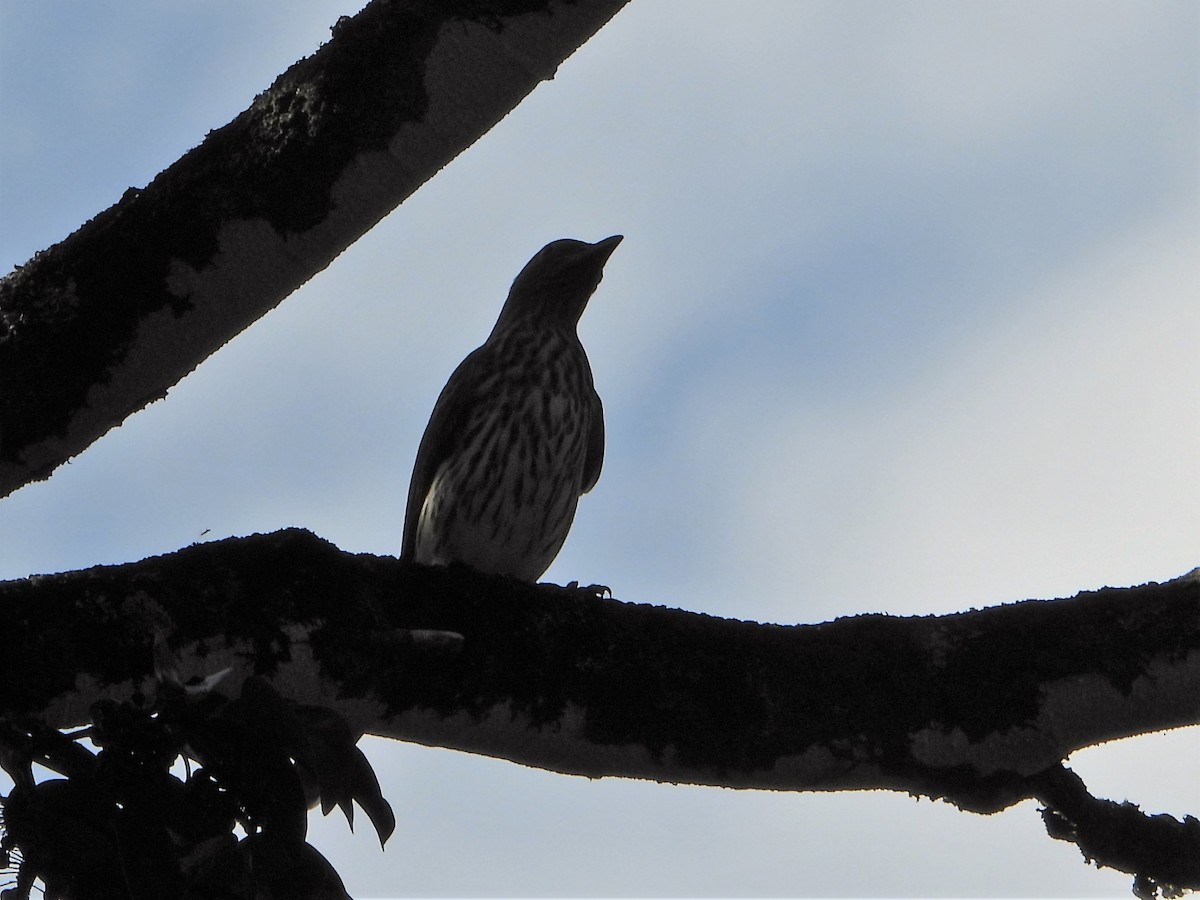 Australasian Figbird - Leonie Beaulieu