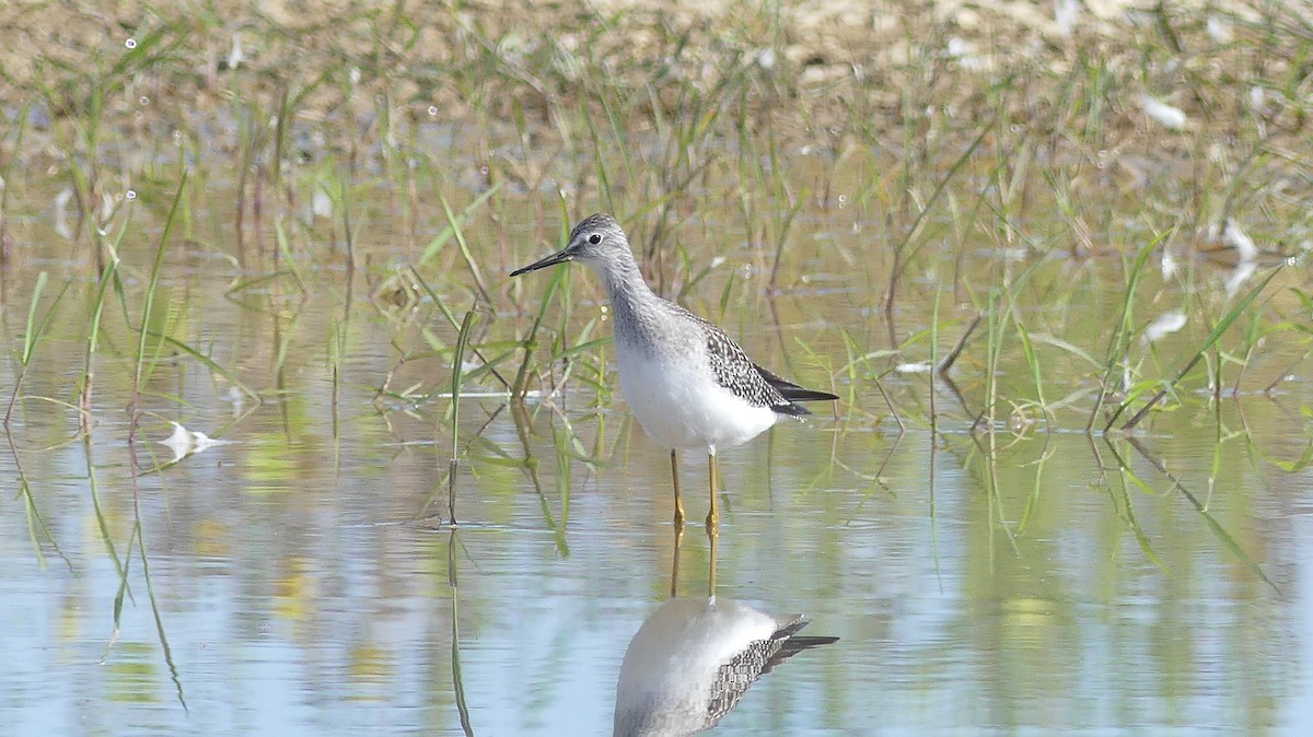 Lesser Yellowlegs - Leslie Sours