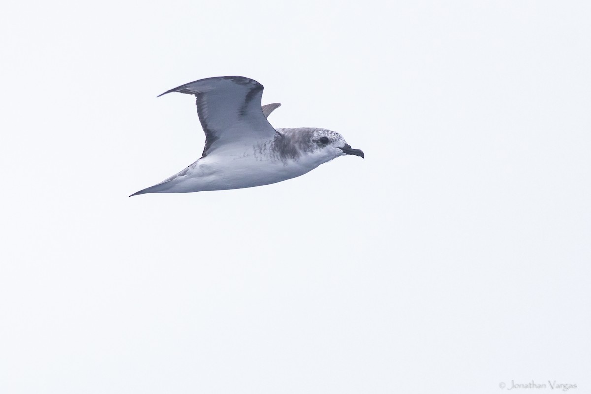 Cook's Petrel - ML608275506