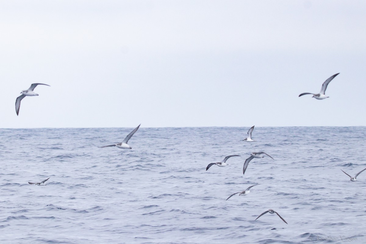 Cook's Petrel - ML608275509