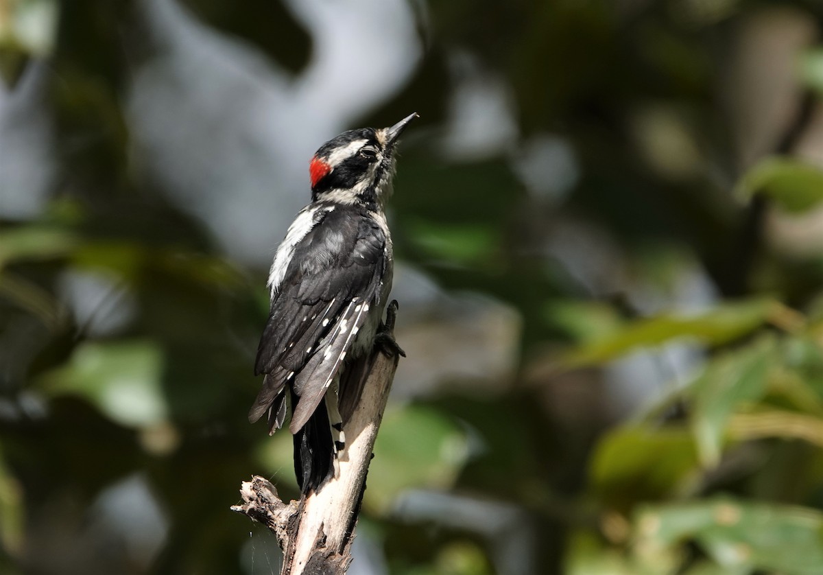 Downy Woodpecker - ML608275601