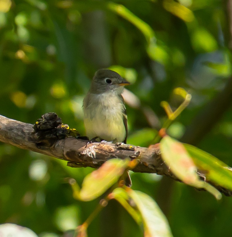 Yellow-bellied Flycatcher - ML608275616