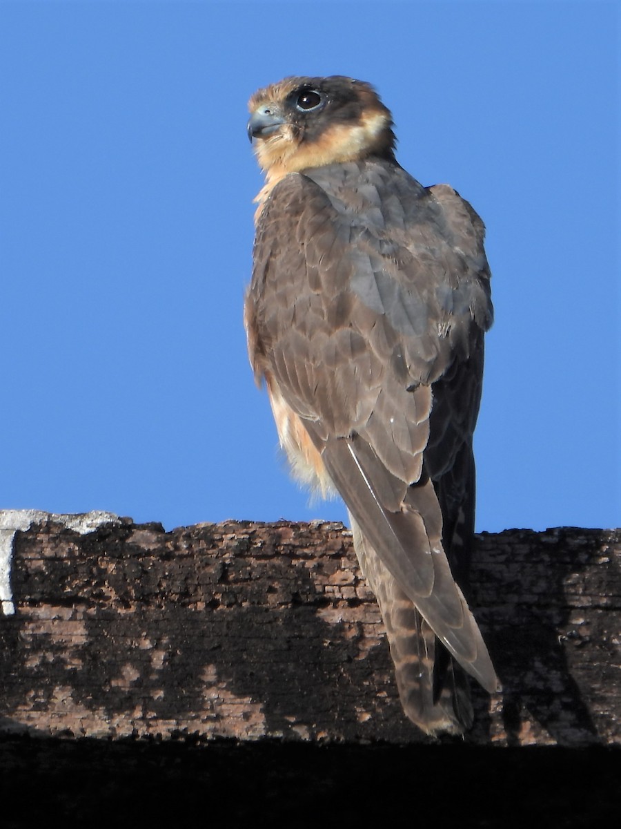 Australian Hobby - Leonie Beaulieu