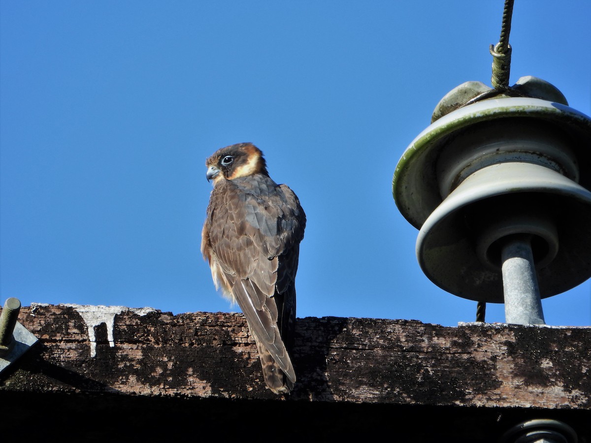 Australian Hobby - Leonie Beaulieu