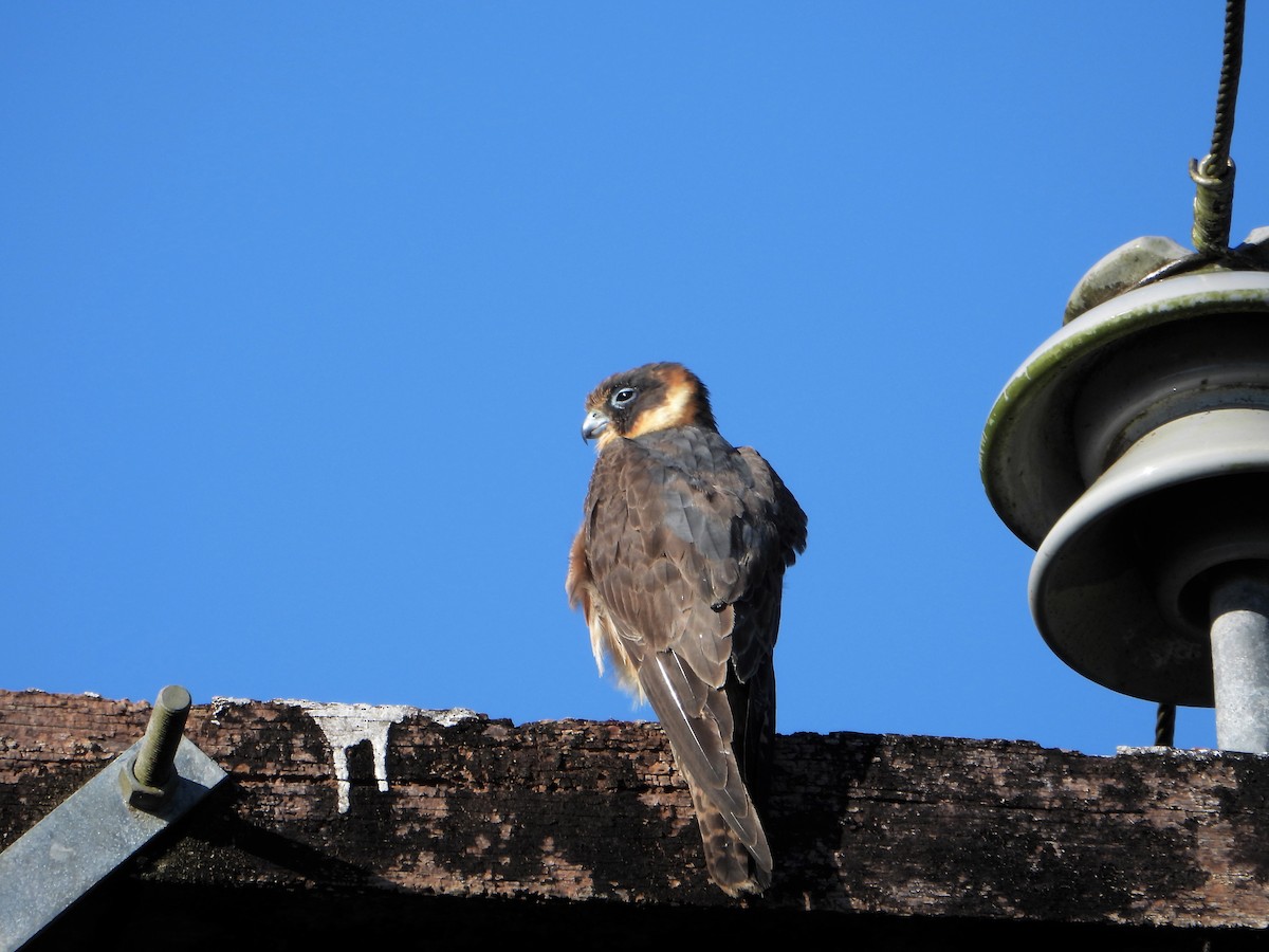 Australian Hobby - Leonie Beaulieu