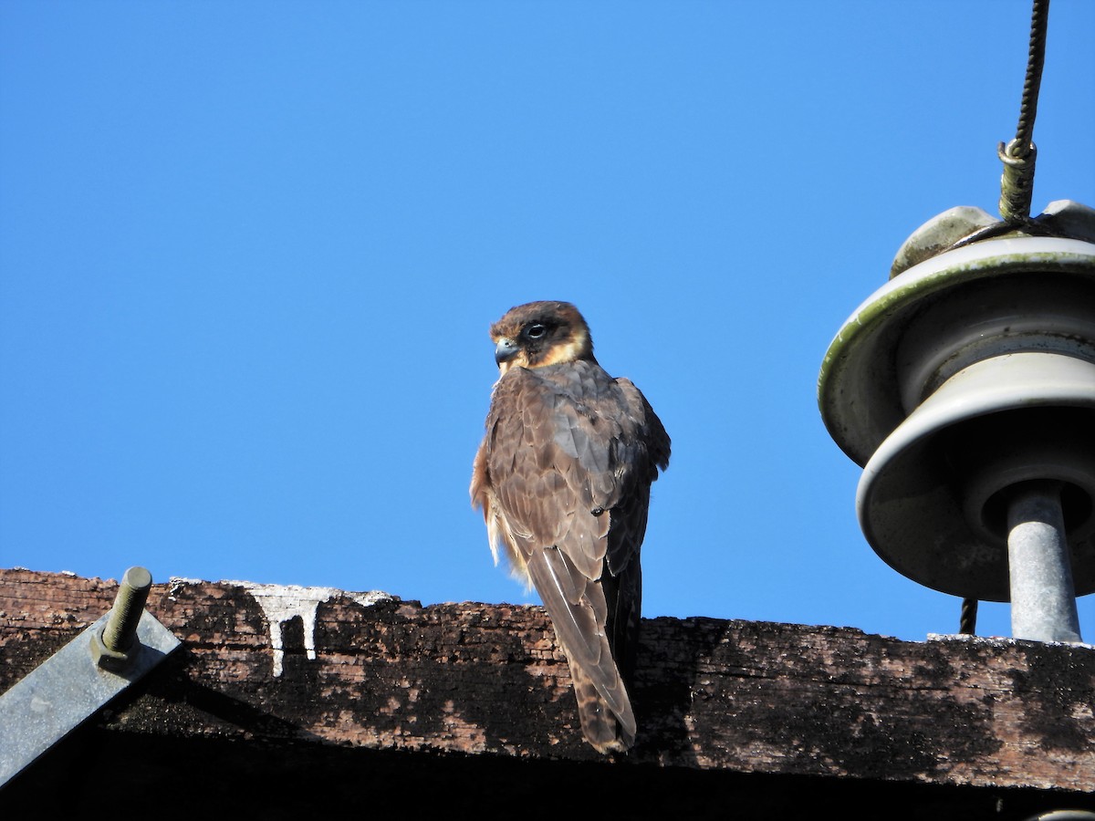 Australian Hobby - Leonie Beaulieu