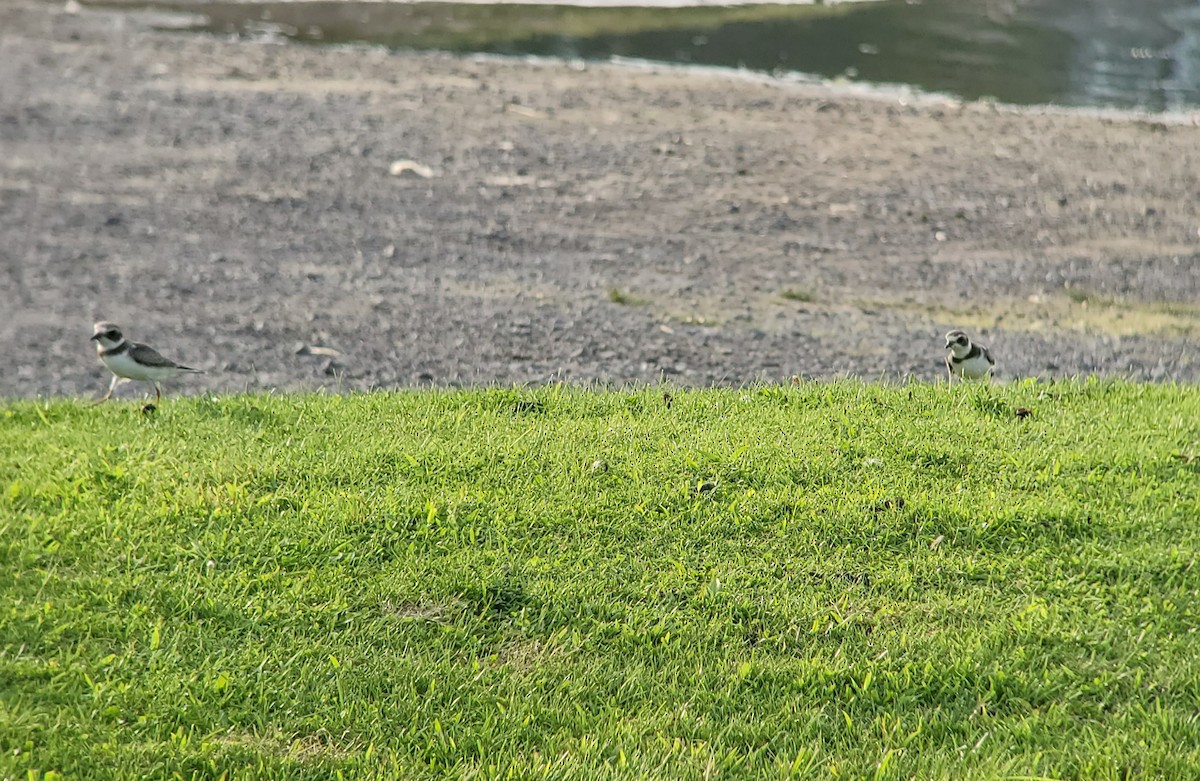 Semipalmated Plover - ML608275754