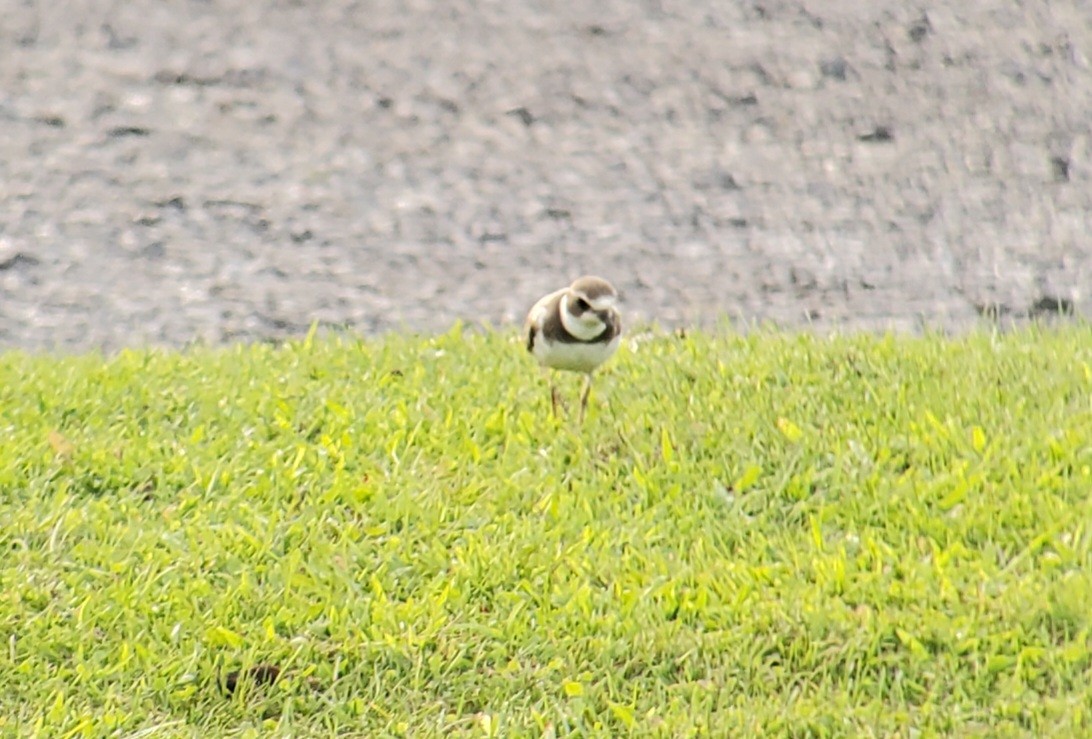 Semipalmated Plover - Neal Reilly