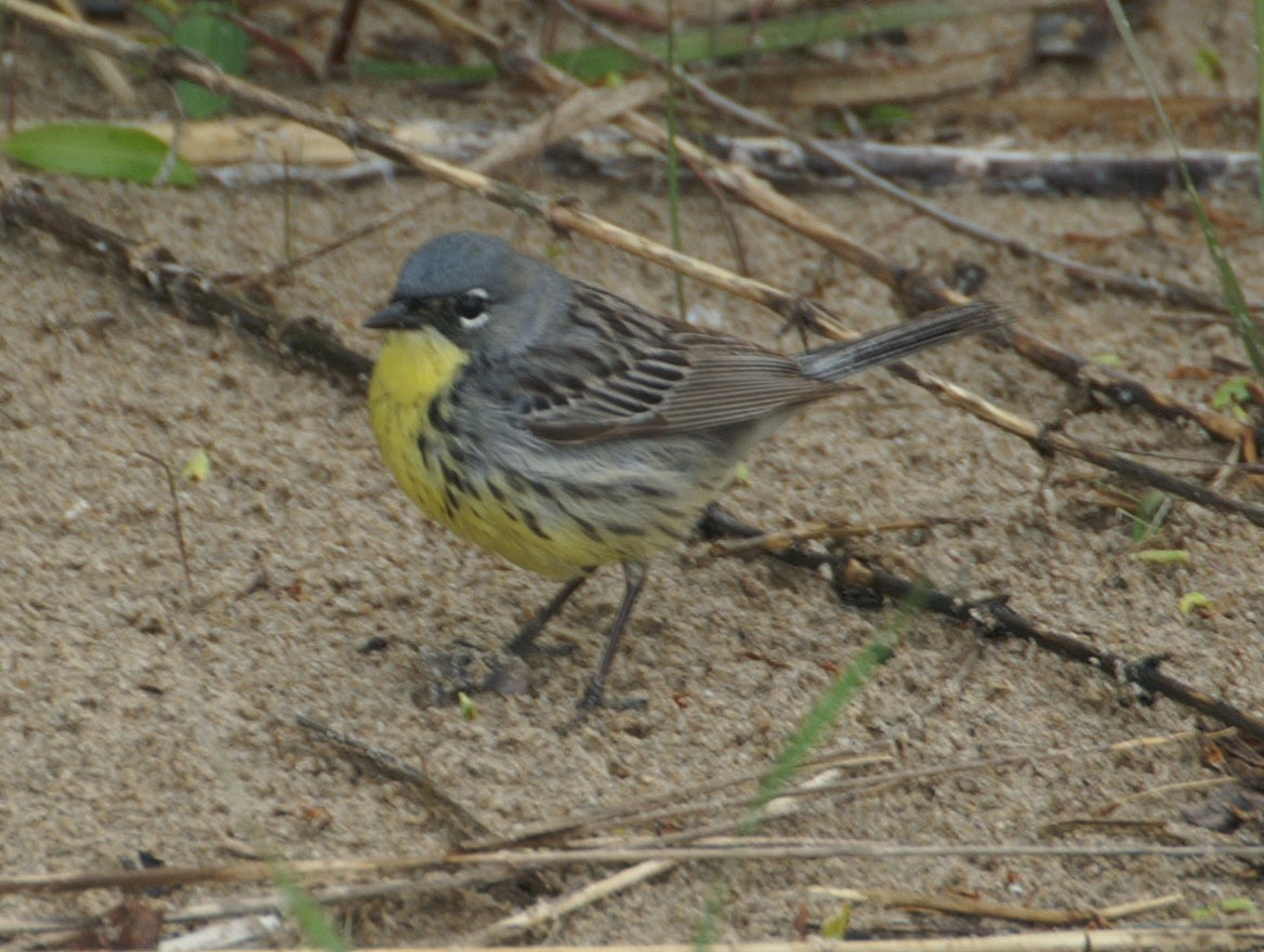 Kirtland's Warbler - ML608275846