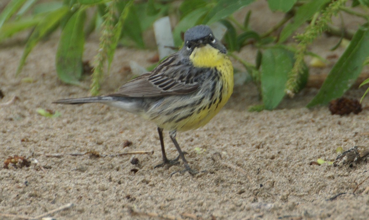 Kirtland's Warbler - ML608275862