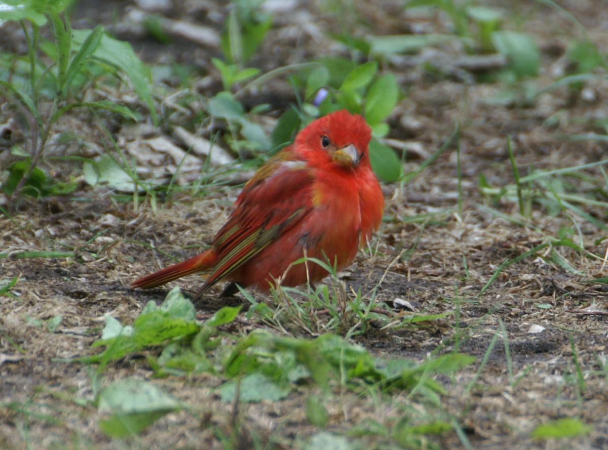 Summer Tanager - ML608275896