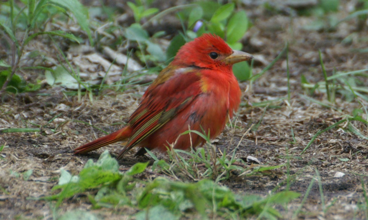 Summer Tanager - ML608275901