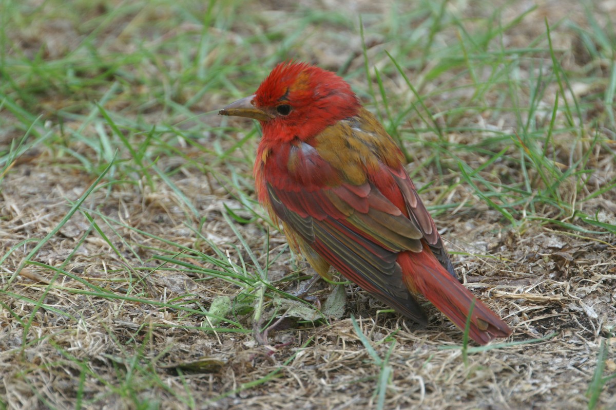 Summer Tanager - ML608275906