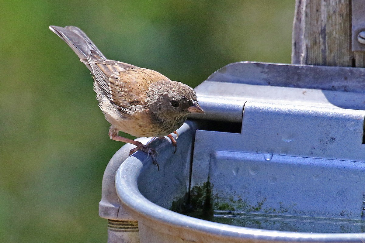 Dark-eyed Junco - ML608275937