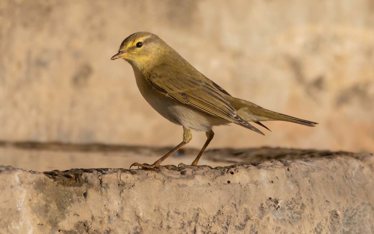 Willow Warbler - ML608275943