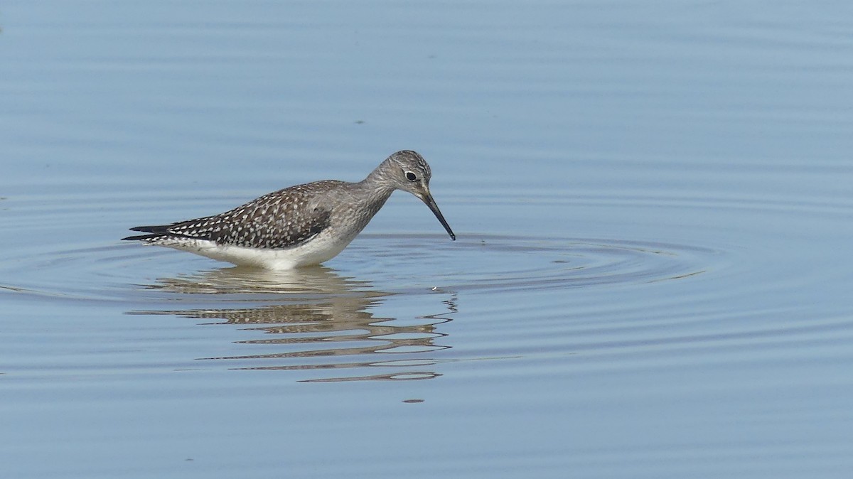 Lesser Yellowlegs - Leslie Sours