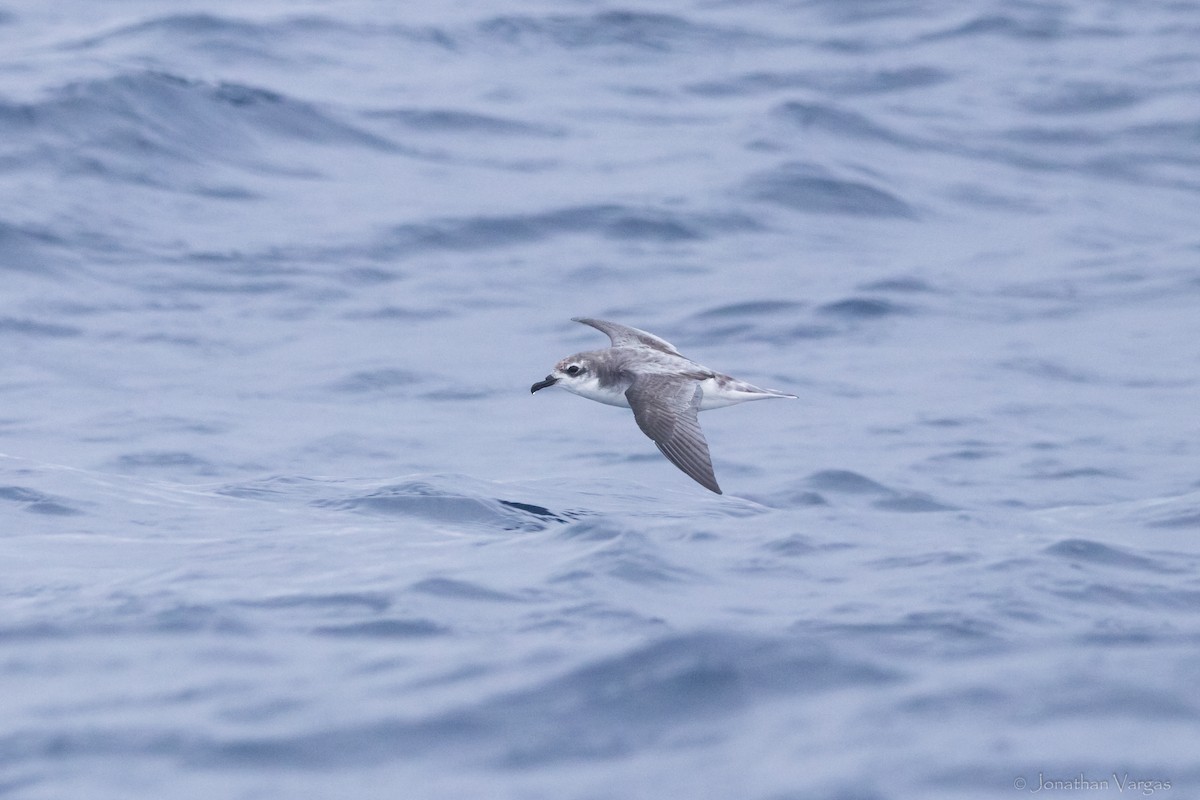 Cook's Petrel - ML608275975