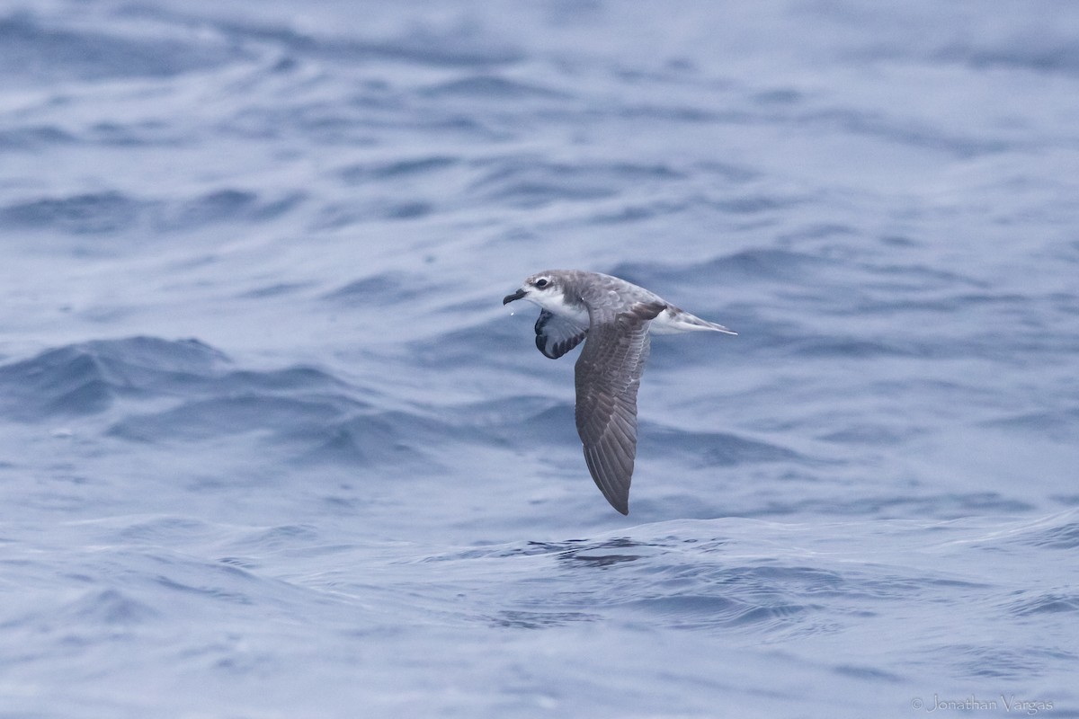 Cook's Petrel - ML608275977