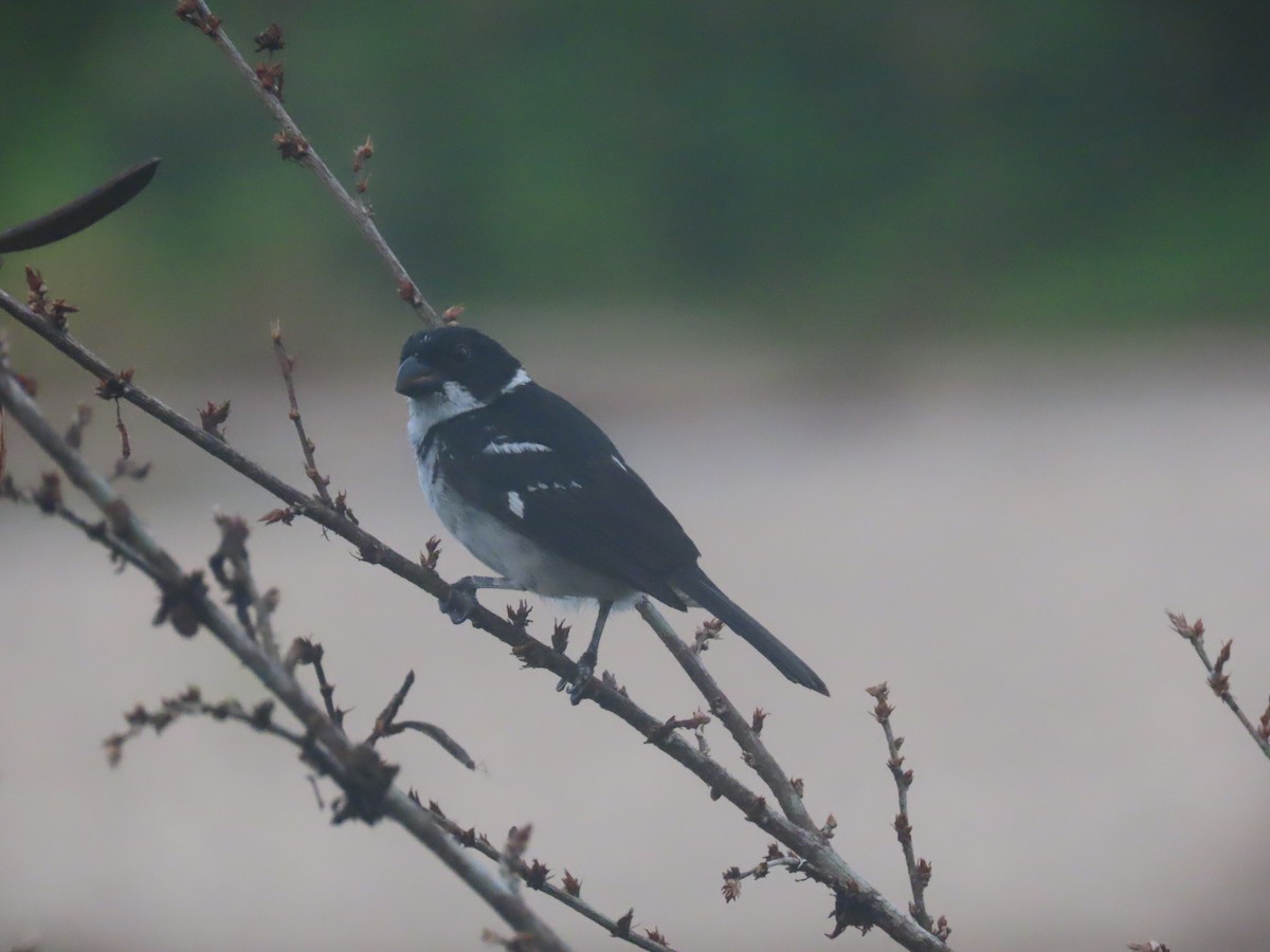 Wing-barred Seedeater (Caqueta) - ML608275983