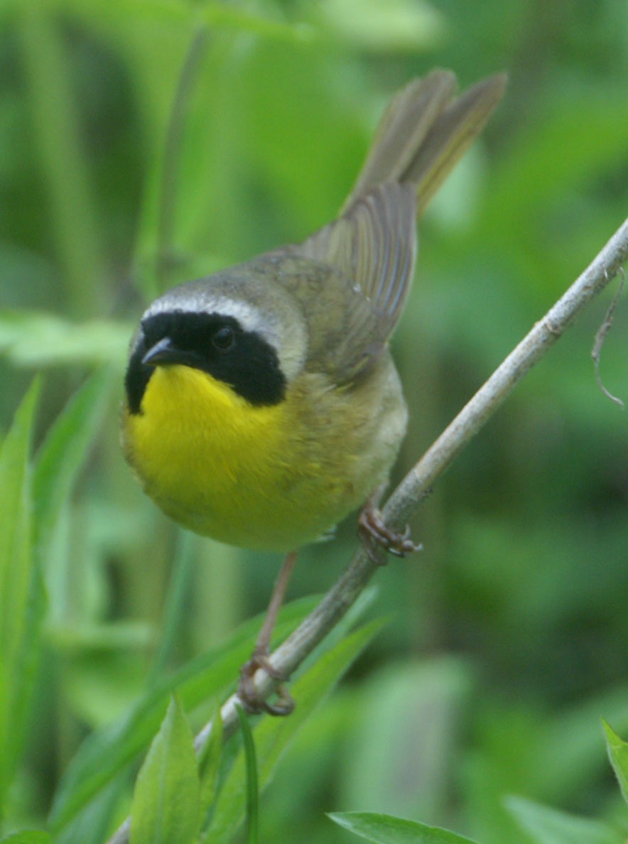 Common Yellowthroat - ML608275988