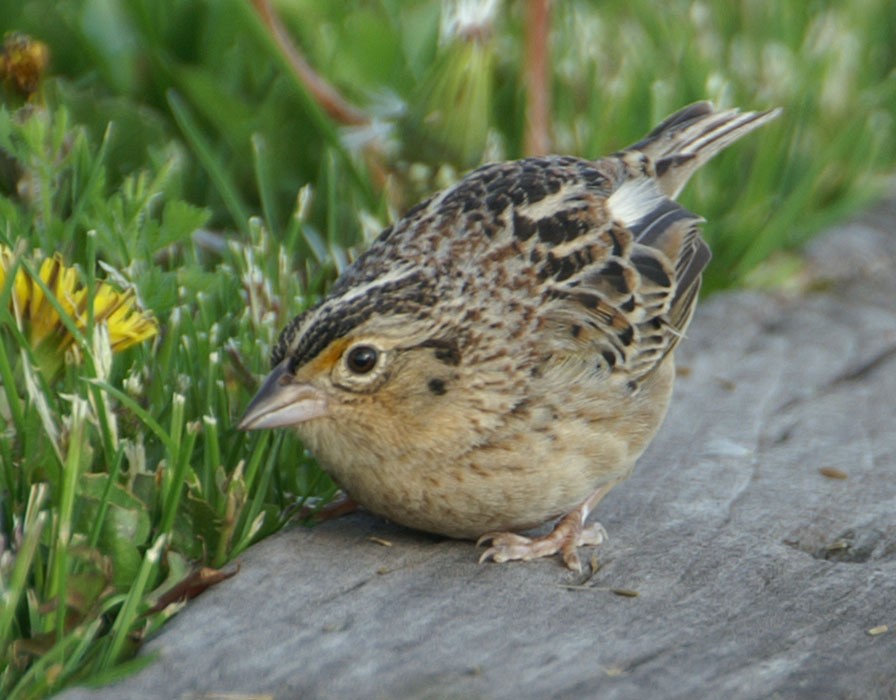 Grasshopper Sparrow - ML608276014