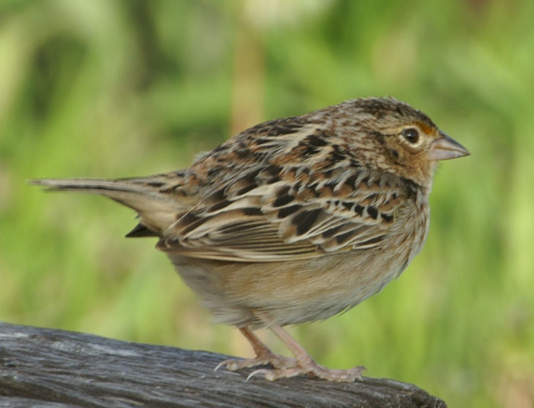 Grasshopper Sparrow - ML608276019
