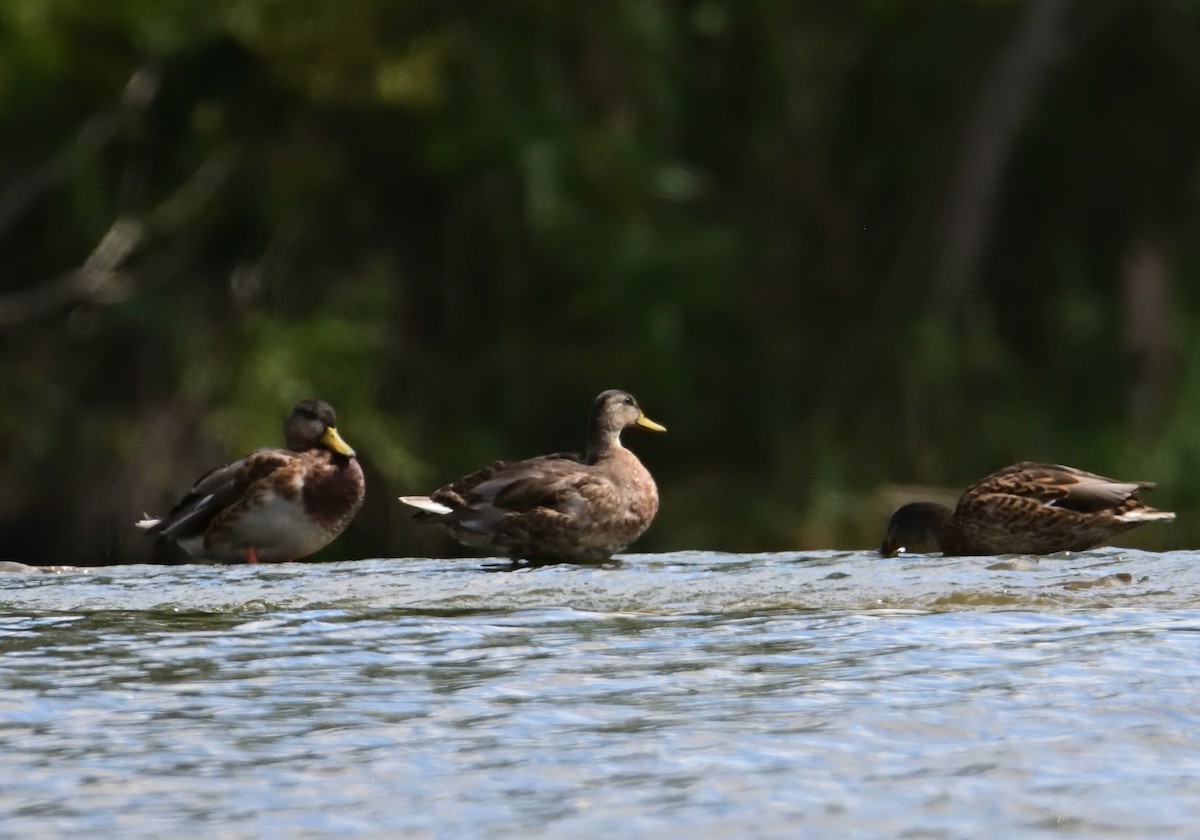 Mallard - Mu Sano