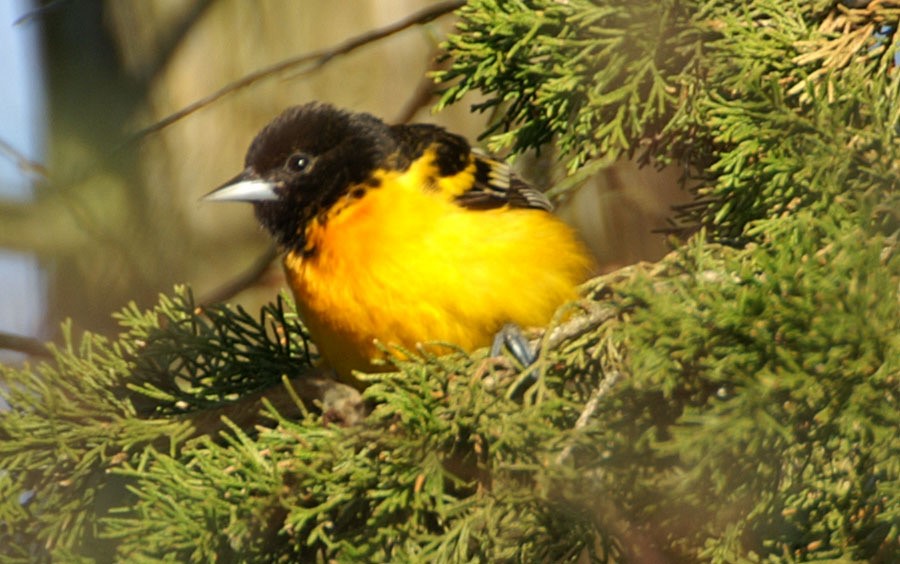 Baltimore Oriole - ML608276040