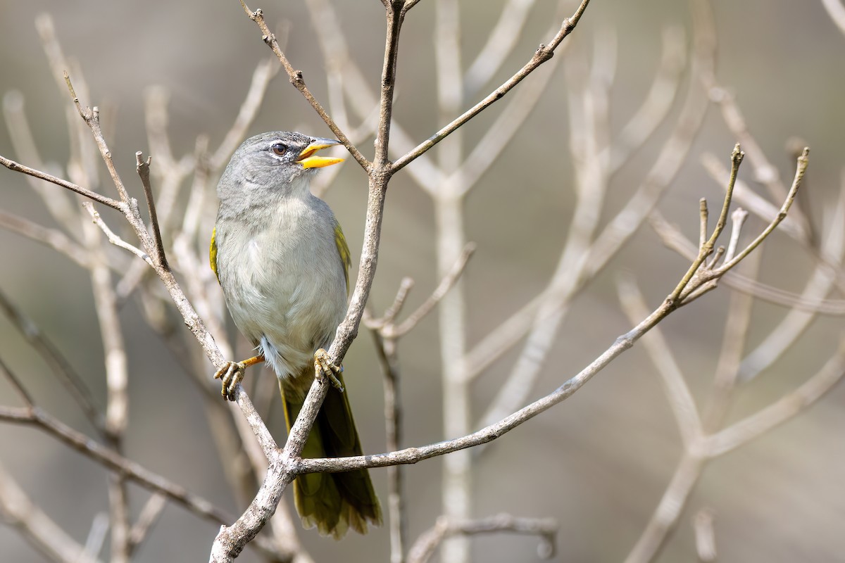 Pale-throated Pampa-Finch - ML608276097