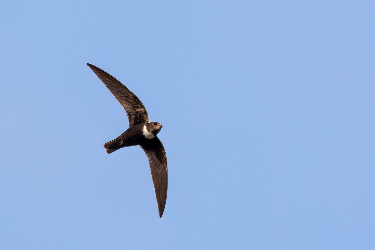 Biscutate Swift - Marcos Eugênio Birding Guide