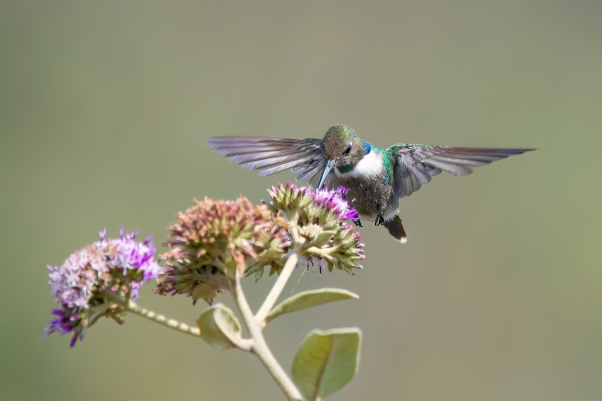 kolibřík čabrakový - ML608276129