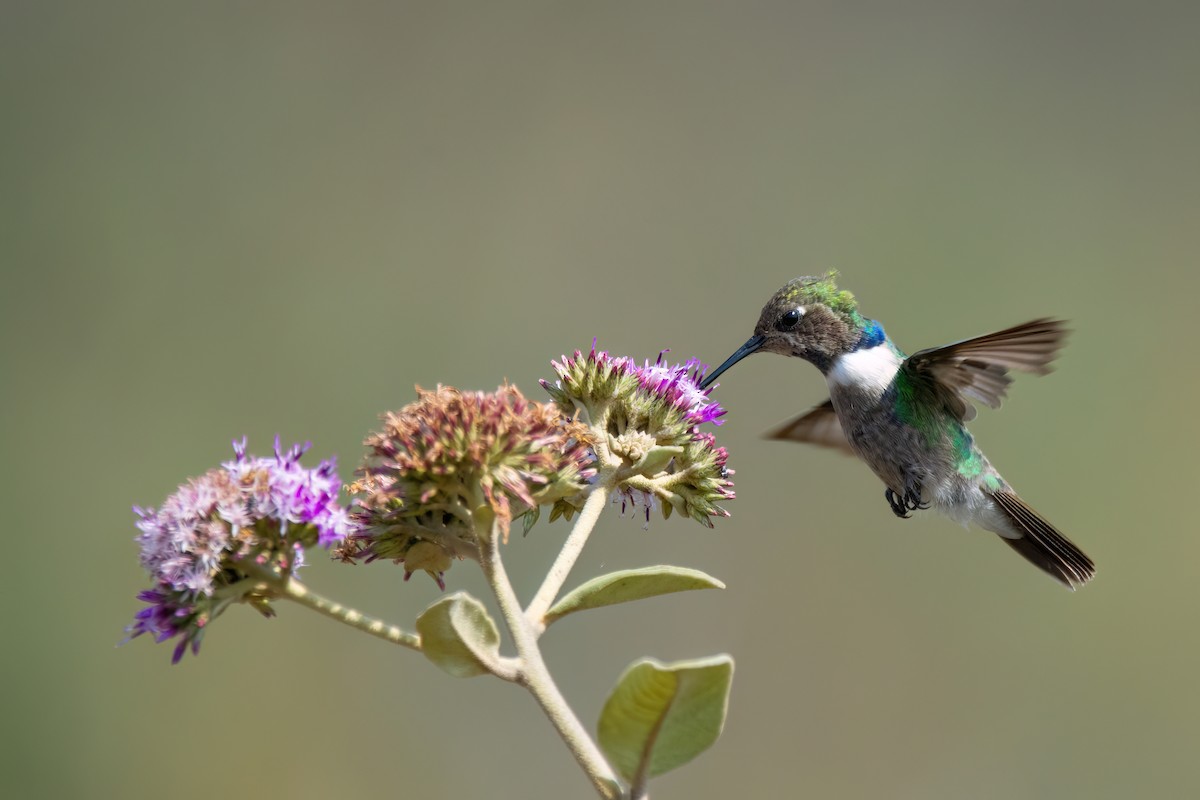 kolibřík čabrakový - ML608276131