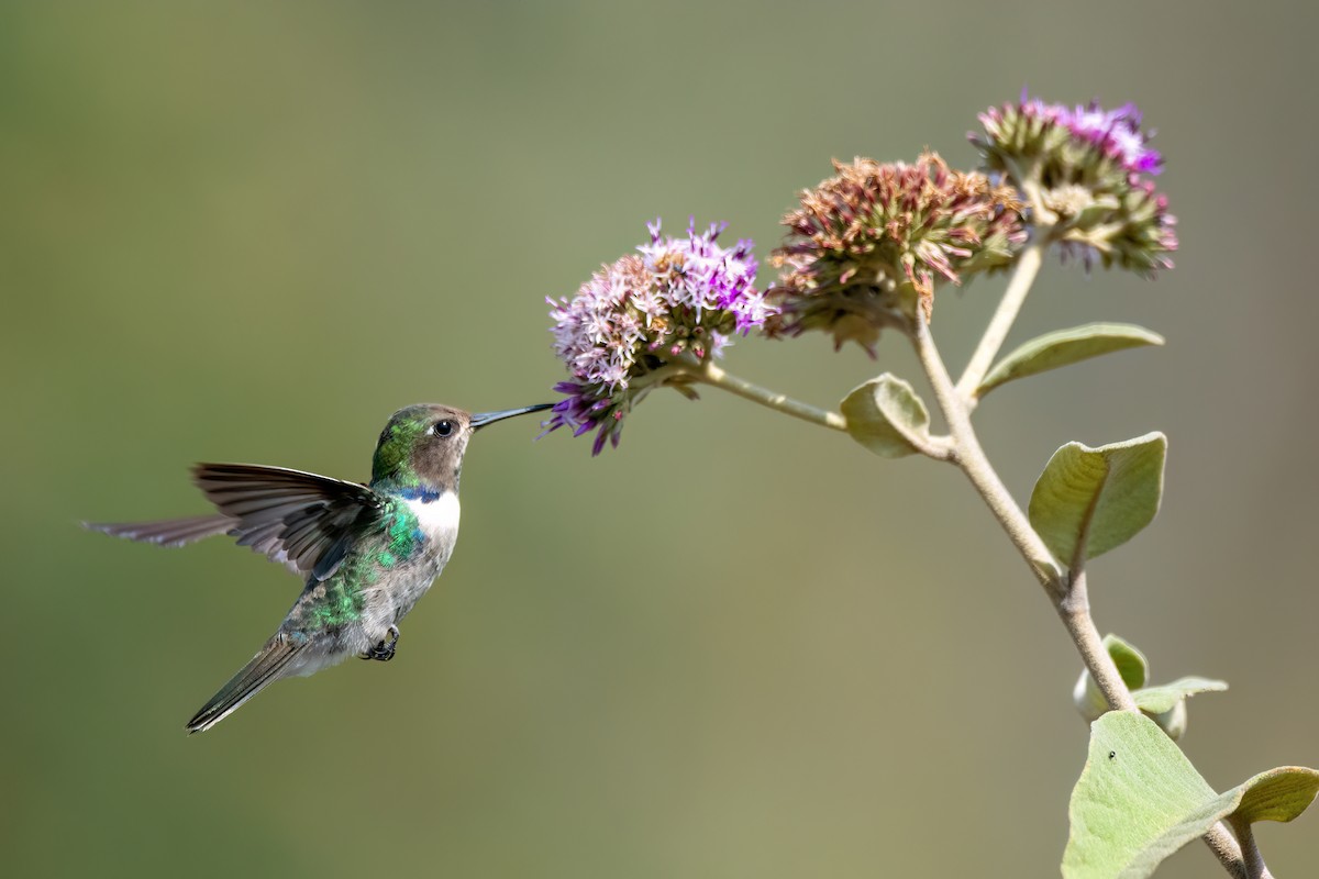 kolibřík čabrakový - ML608276132