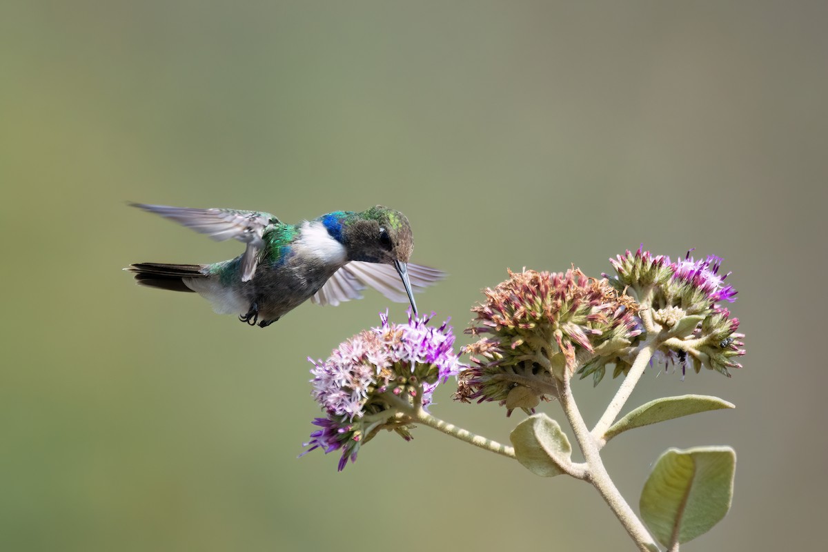 kolibřík čabrakový - ML608276134