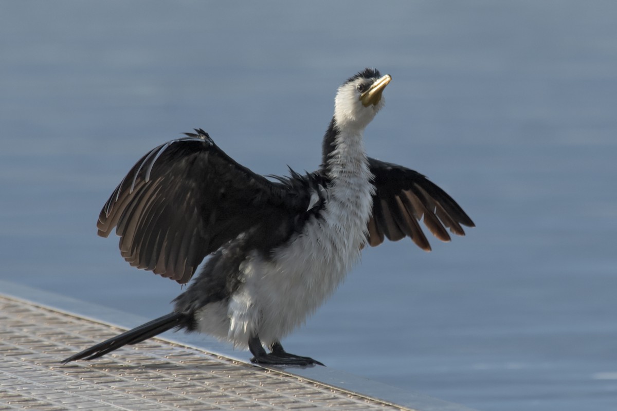 Little Pied Cormorant - ML608276136