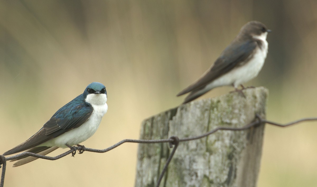 Tree Swallow - ML608276171