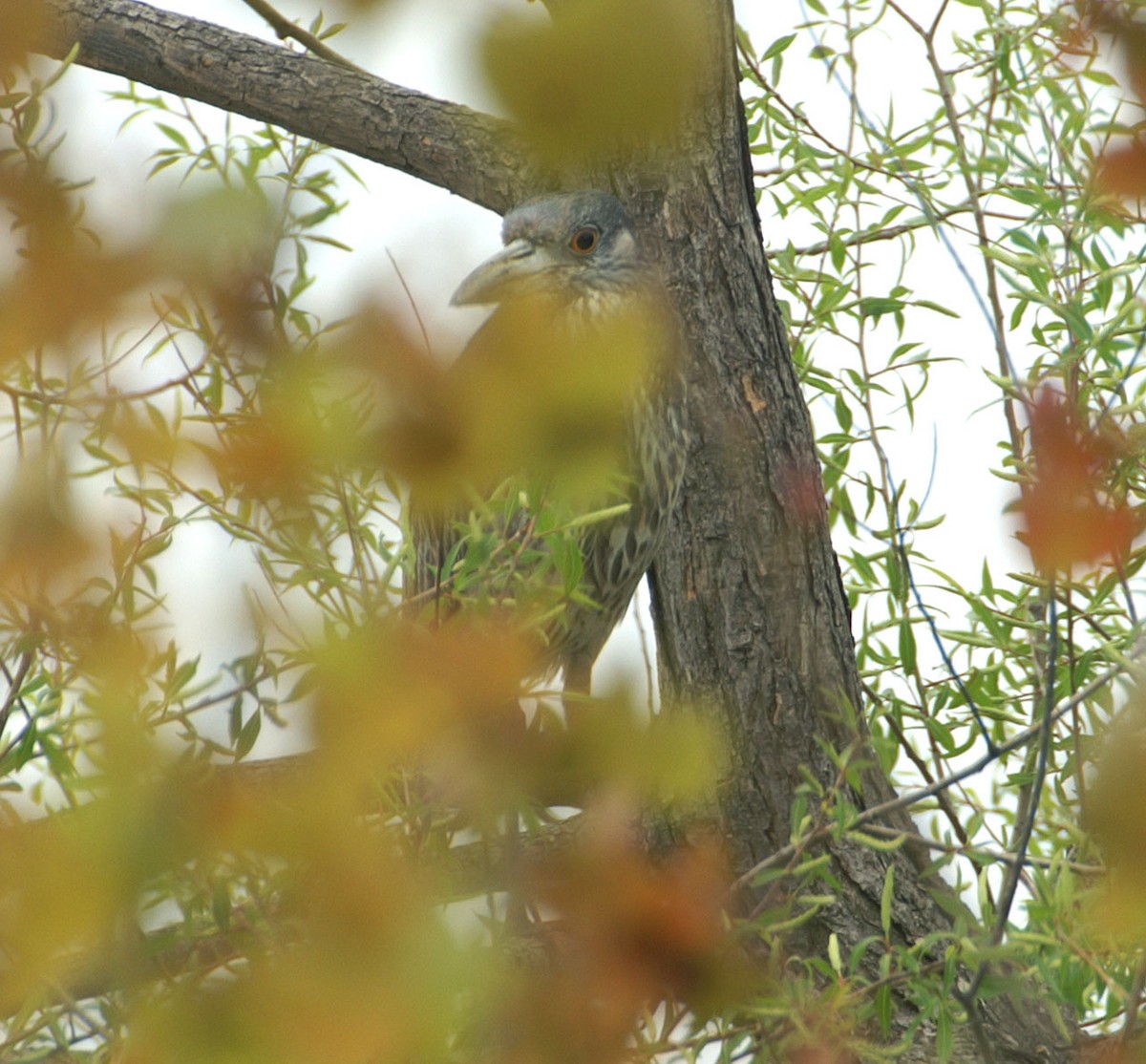 Black-crowned Night Heron - ML608276182