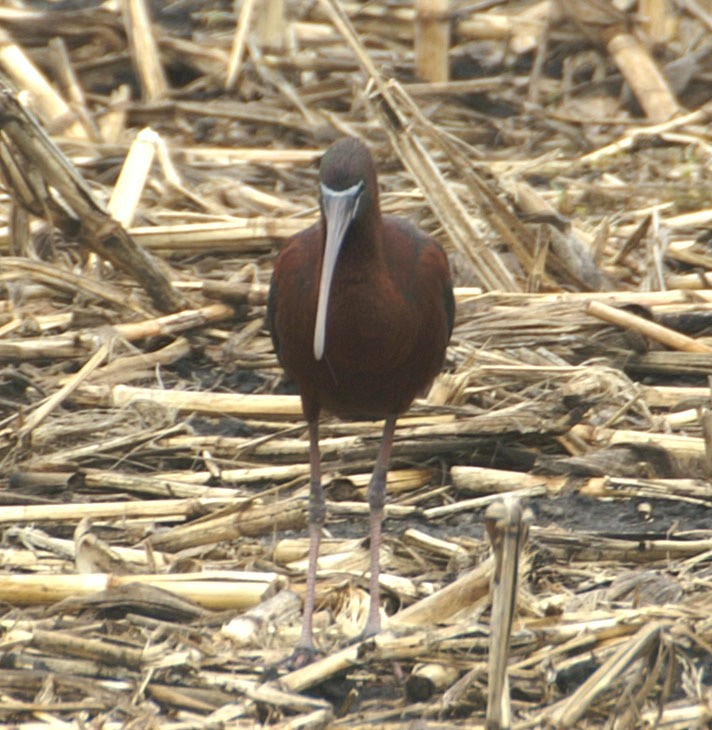 Glossy Ibis - ML608276188