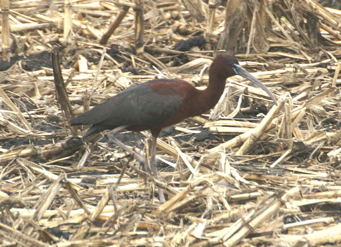 Glossy Ibis - ML608276199