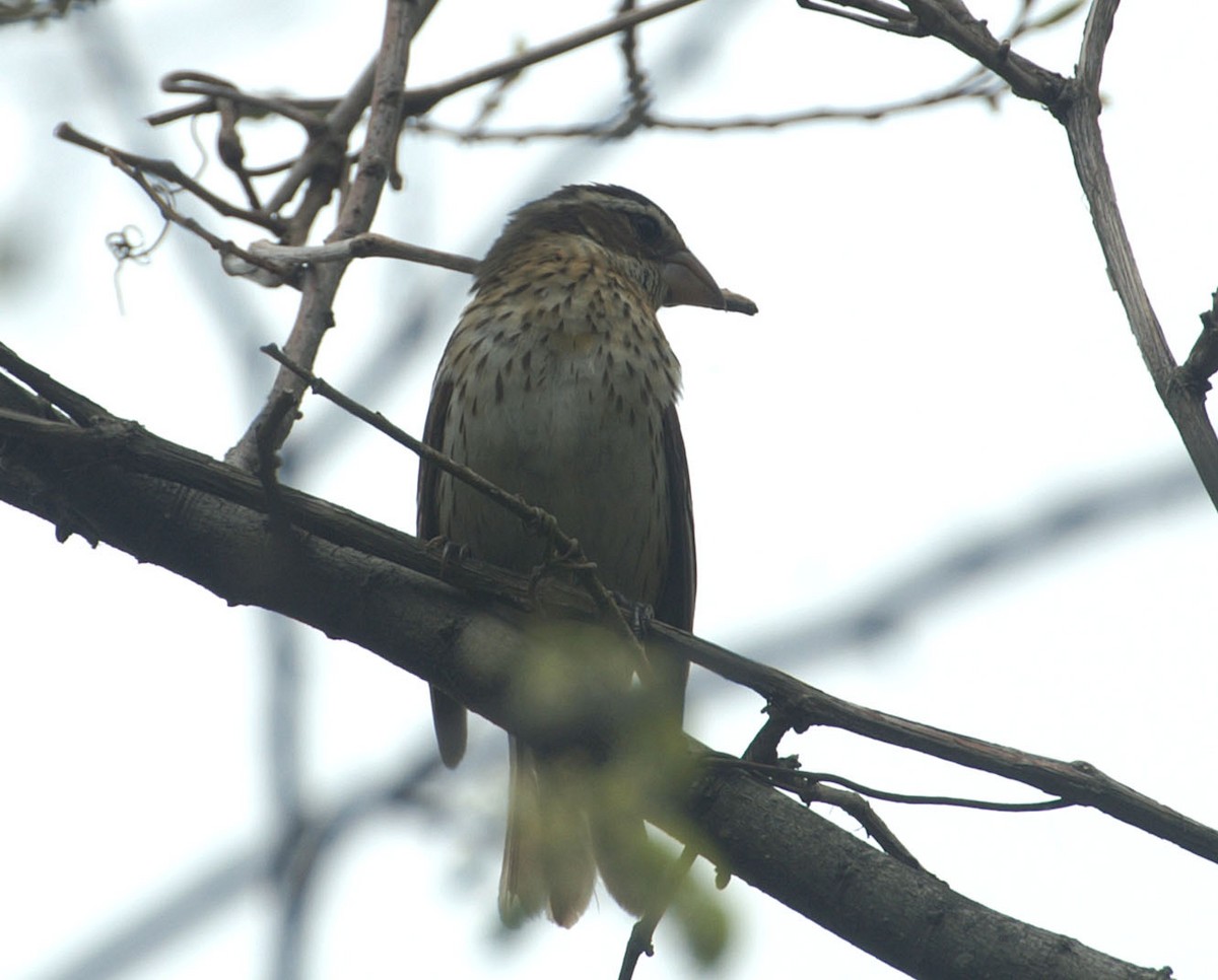Rose-breasted Grosbeak - ML608276201