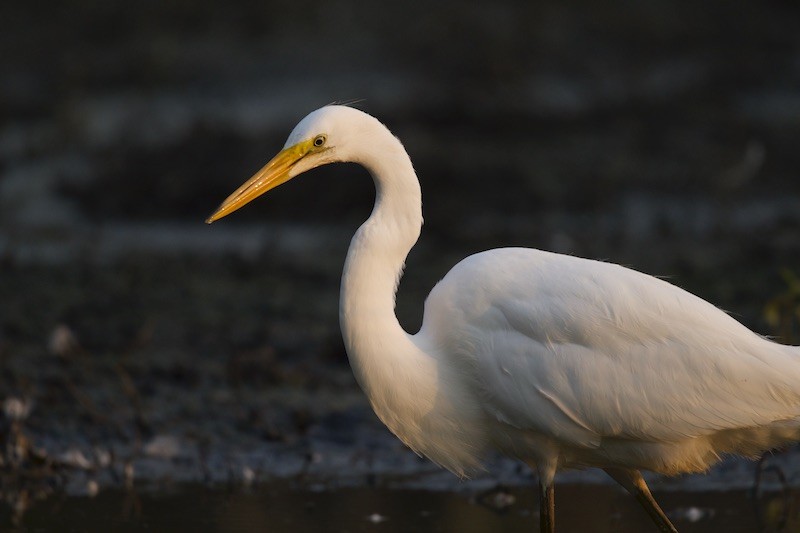 Great Egret - ML608276256