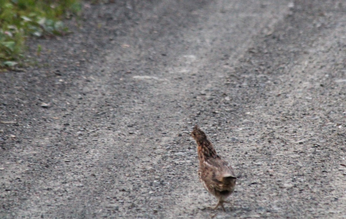 Ruffed Grouse - ML608276280