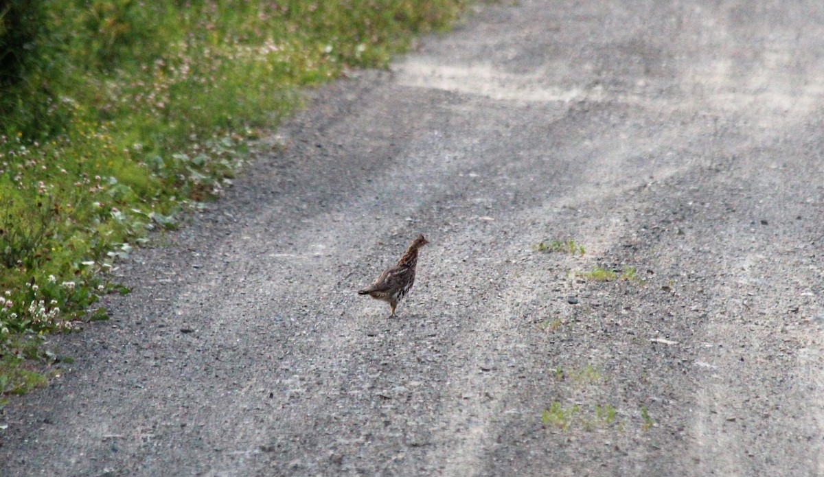 Ruffed Grouse - ML608276281